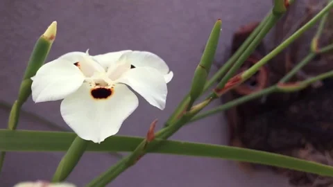 White flower Stock Footage