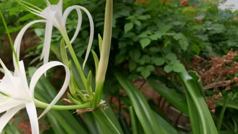 White Flower Video stock 171111730