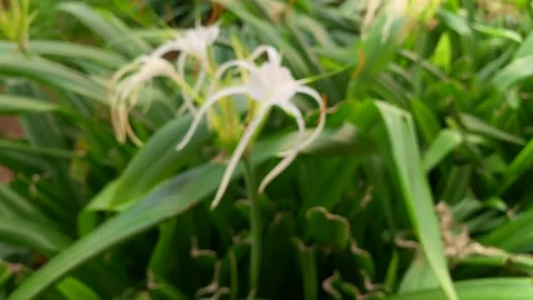 White Flower Video stock 171112883