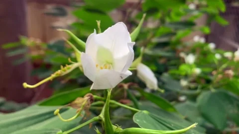 White flower Video stock 171117787