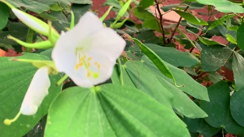 White flower Video stock 171118366