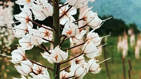 White flower Stock Footage 196826851