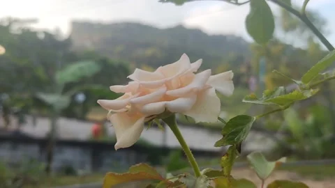 White Flower Stock Footage 201137356