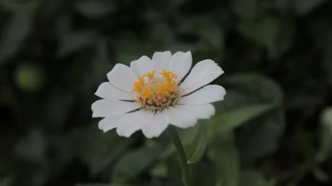 WHITE FLOWER Stock Footage 205017627