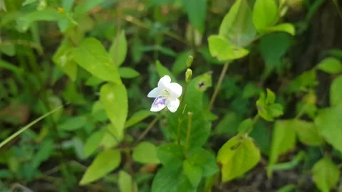 White flower Stock Footage 206088291