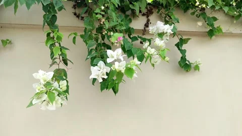 White flower Stock Footage 212059272