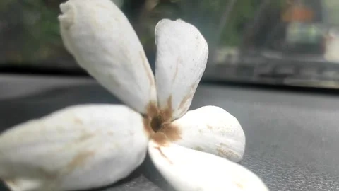White of flower Stock Footage 219840152