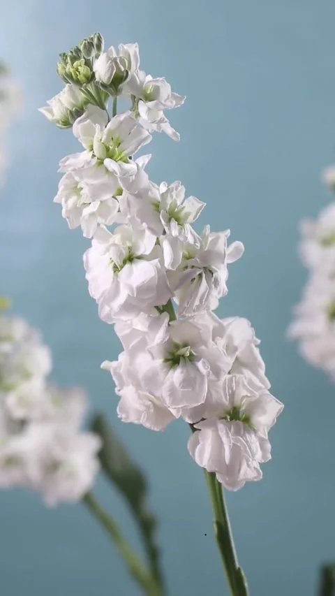 White flower Video stock 226338683