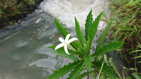 White flower Stock Footage 233851785