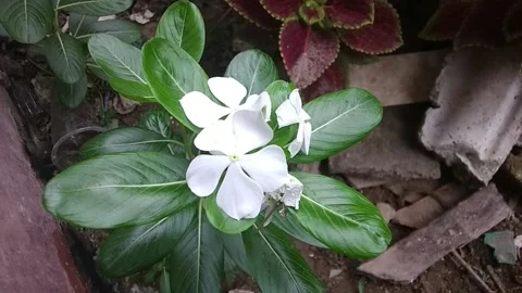 White flower Stock Footage 237480654