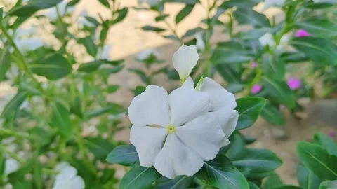 White flower Stock Footage 239240125