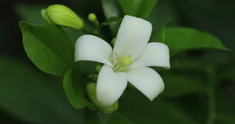 White flower. Stock Footage 246518363