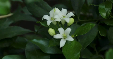 White flower. Stock Footage 246538375
