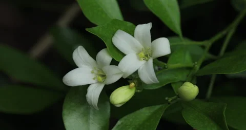 White flower. Video stock 246538761