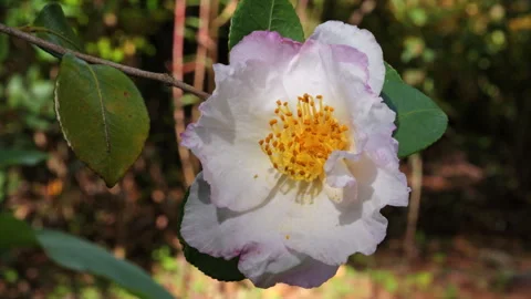 White flower Video stock 255082978