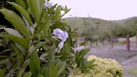 White Flower Video stock 262845265