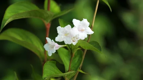White flower Vídeo Stock 263758054