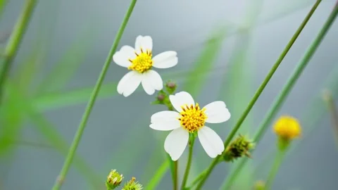 White flower Stock Footage 270046470