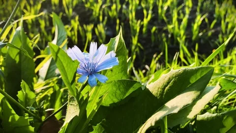 White Flower Stock Footage 303457353