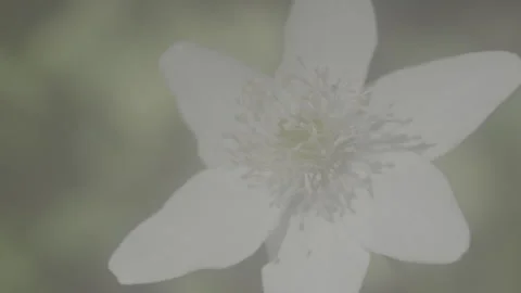 White flower 動画素材 304423872