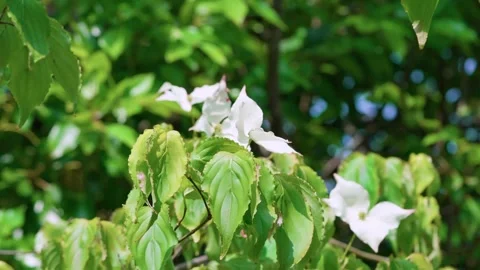 White flower Stock Footage 314060127