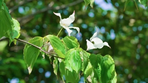 White flower Stock Footage 314060129