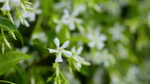 White Flower Видео 321093391