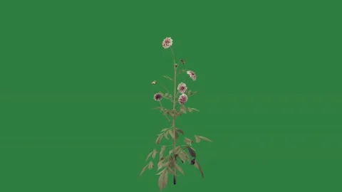 A white flower Stock Footage 336971533