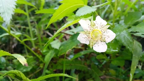 White flower footage Stock Footage 204952897