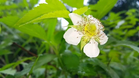 White flower footage Stock Footage 204952931