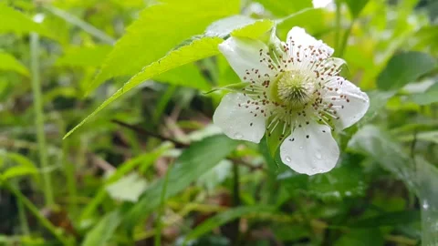 White flower footage Stock Footage 204952974