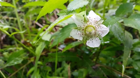 White flower footage Stock Footage 204952975