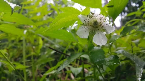 White flower footage Stock Footage 204953009