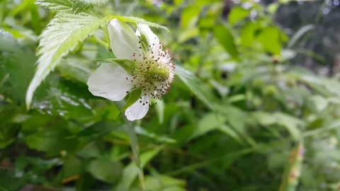 White flower footage Stock Footage 204953024