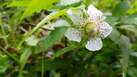 White flower footage Stock Footage 204953046
