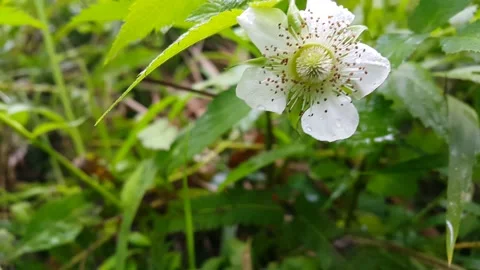 White flower footage. Stock Footage 204953068