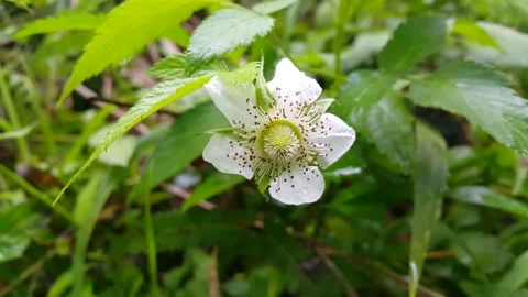 White flower footage. Stock Footage 204953086