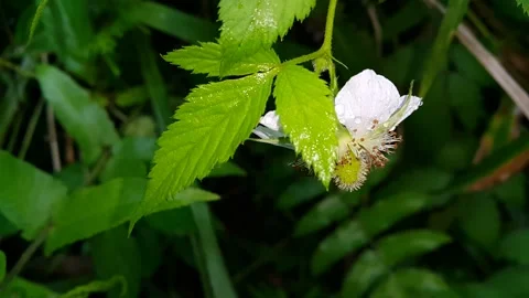 White flower footage. Stock Footage 204953110