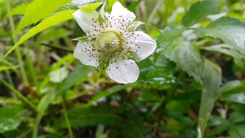 White flower footage. Stock Footage 204953120