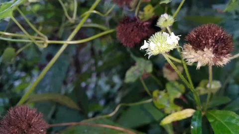 White flower footage. Stock Footage 204953352