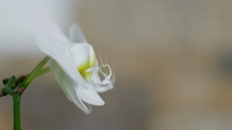 White Flower In The Forest Stock Footage 96184923