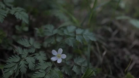 White flower in the forest Stock Footage