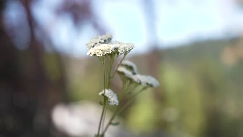 White Flower in a Forest Stock Footage 242024651