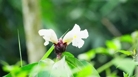 White flower on the forest Stock Footage 270048955