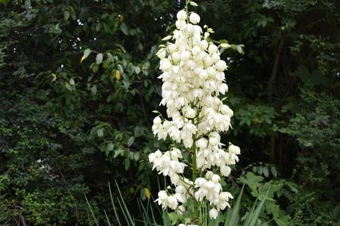 White flower in the forest Stock Photos