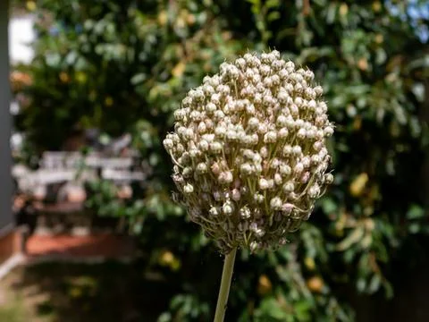 White flower in front of a pear tree Stock Photos