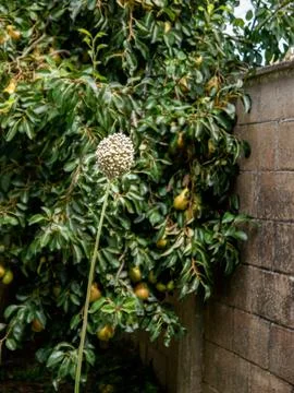 White flower in front of a pear tree Stock Photos