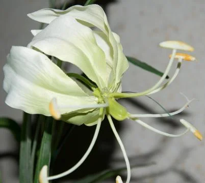 White flower in front of a white wall Stock Photos