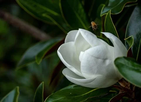 White flower in full bloom with a buzzing bee surrounded by green foliage. Stock Photos