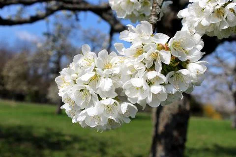White flower in full splendour Stock Photos